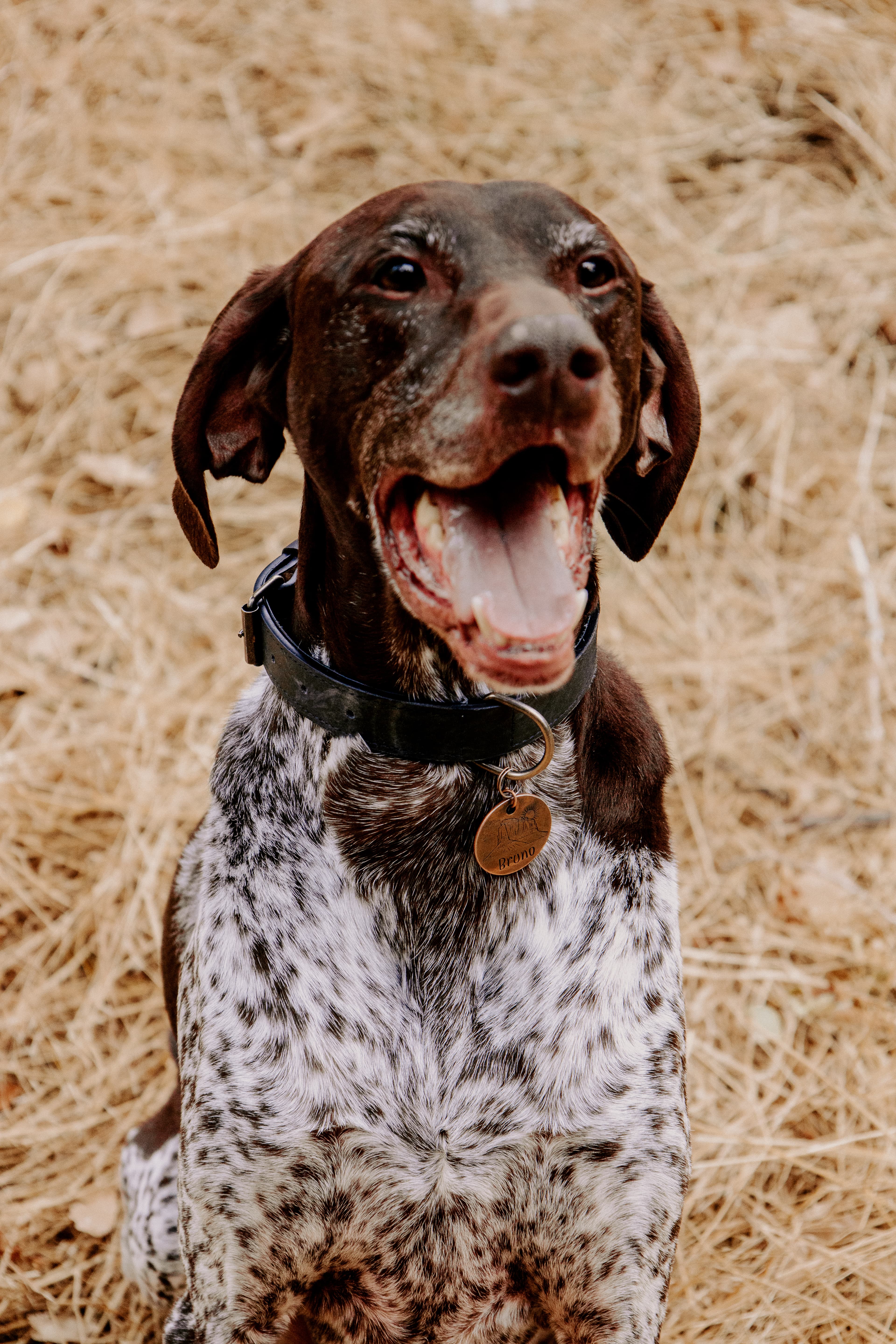 Meet Bruno